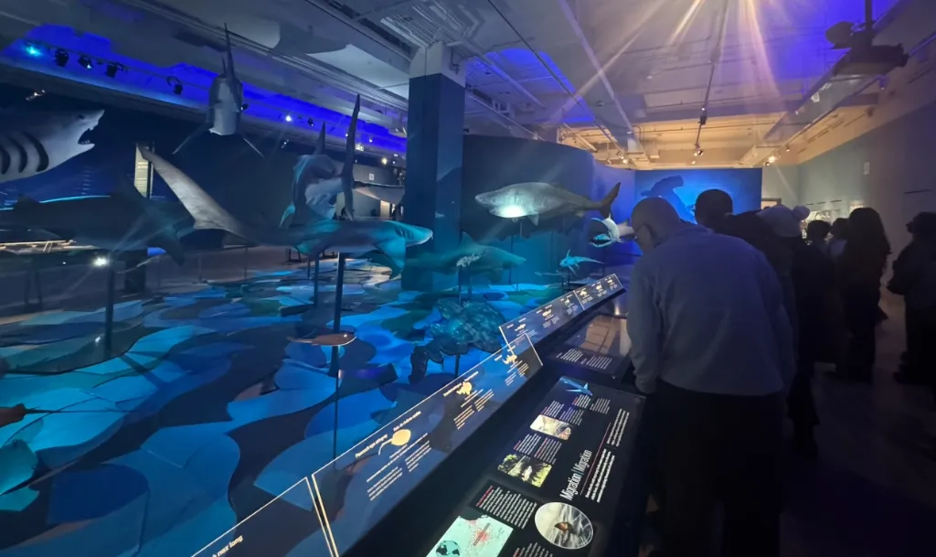ROM Art Journey — Shark Exhibition - Photo 11