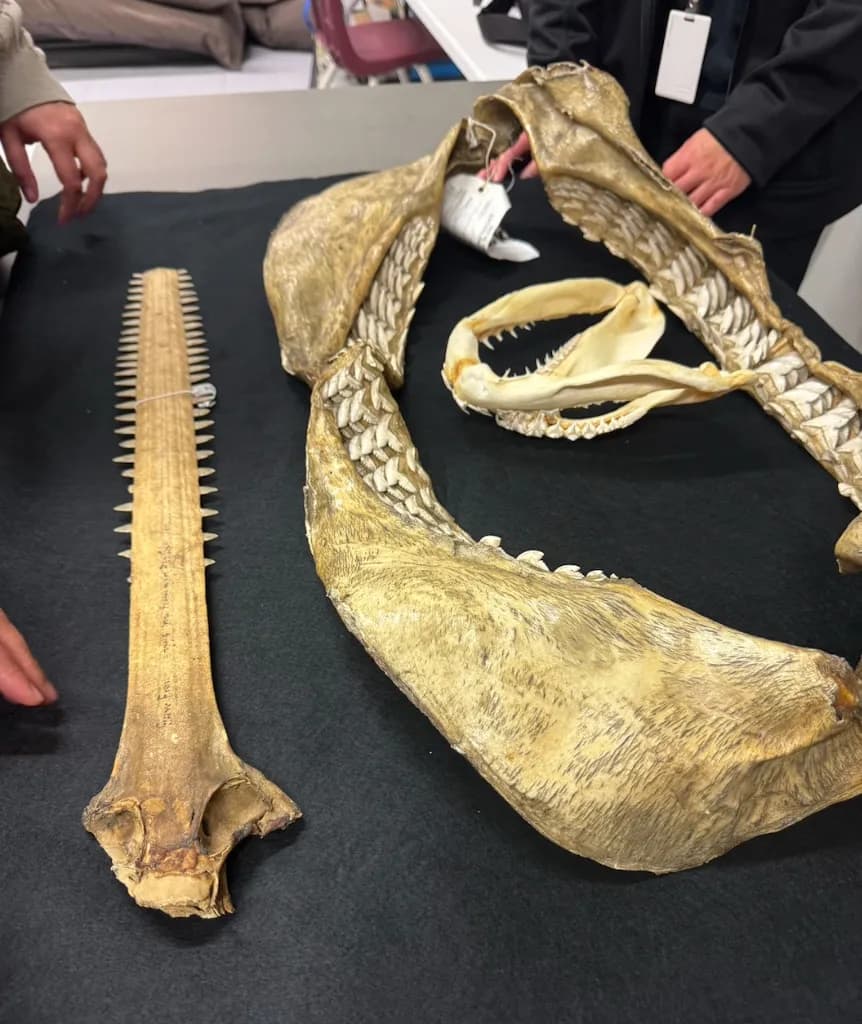 ROM Art Journey — Shark Exhibition - Photo 12