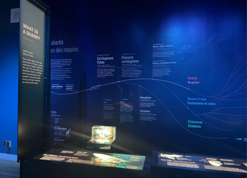 ROM Art Journey — Shark Exhibition - Photo 4
