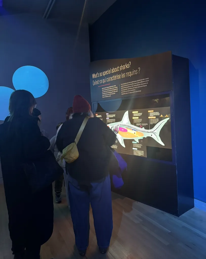ROM Art Journey — Shark Exhibition - Photo 5