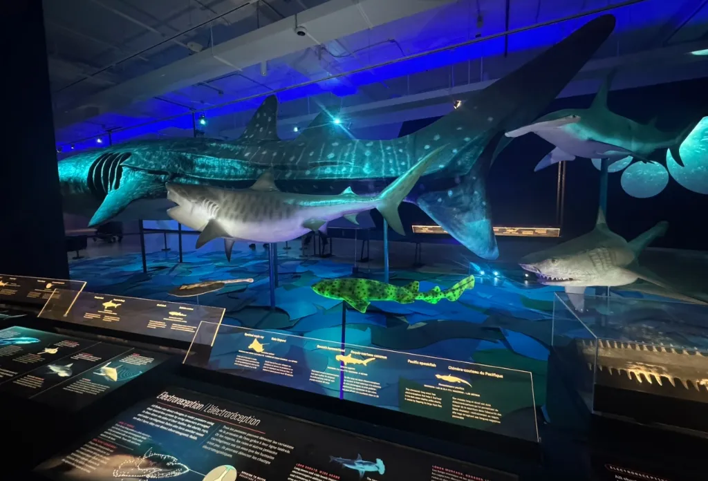 ROM Art Journey — Shark Exhibition - Photo 6
